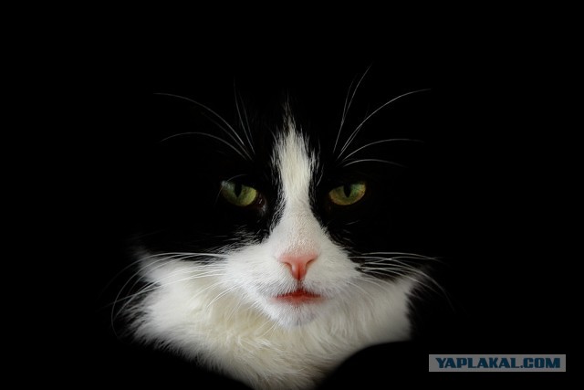 Котовторник 16.04.2013