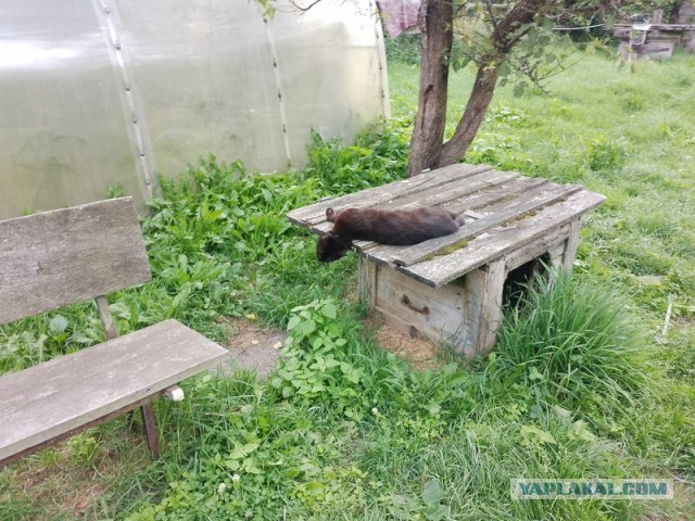 Жизнь домашнего приюта для котеек 456