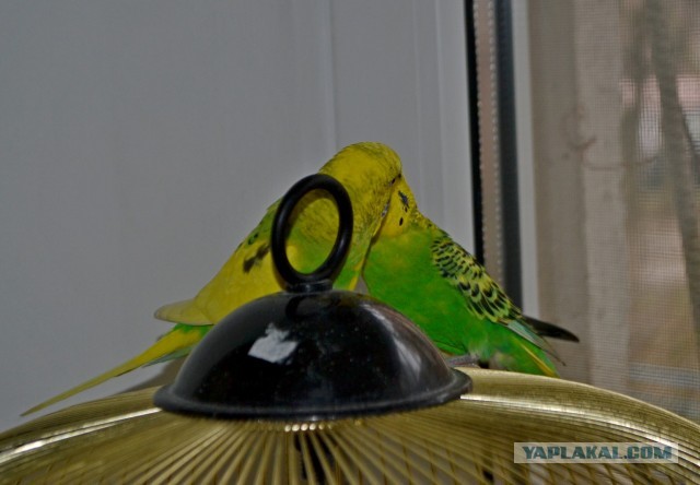 Нескучающих рук псто