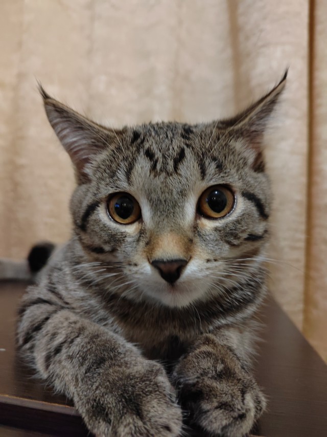 С котовторником ЯПовцы