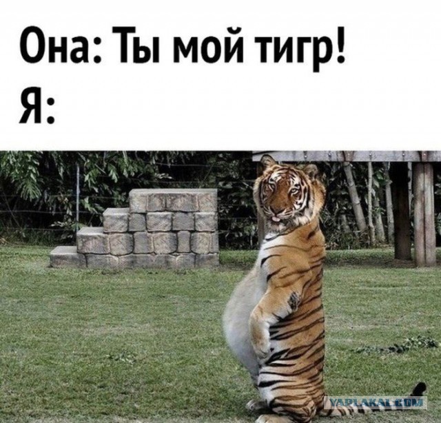 Бабушкин любимчик