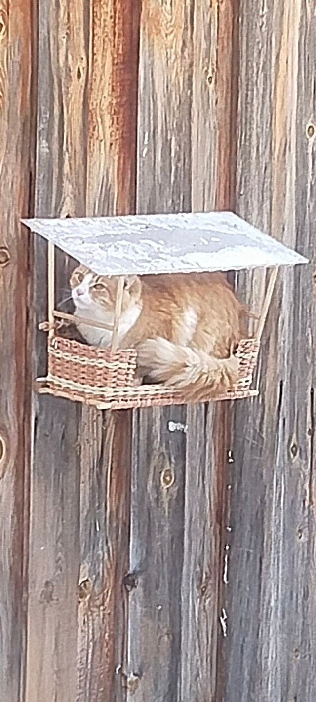 Котовторник уже пришёл?