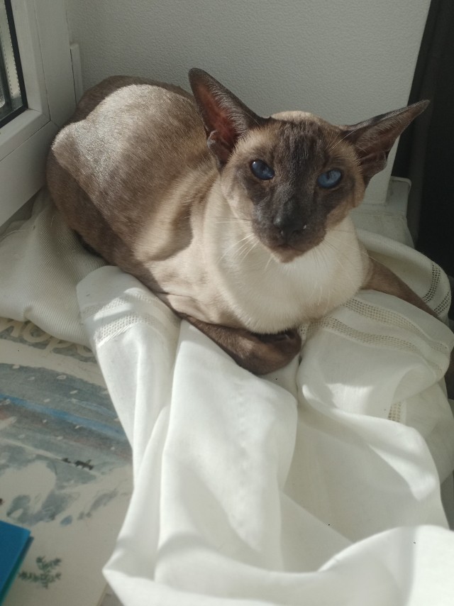Коть, тебе нормально?