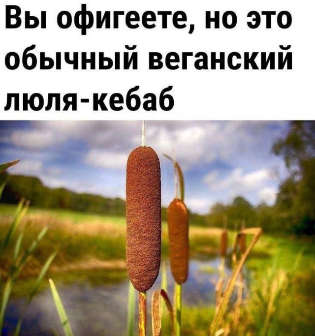 Никакие картинки