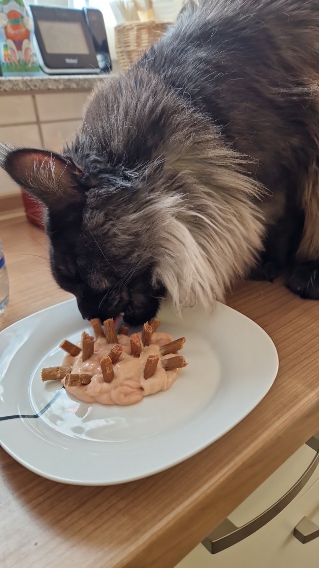 Совпало с котовторником.