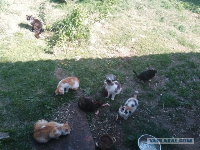 Жизнь домашнего приюта для котеек 542