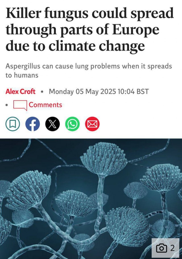 Смертельный грибок распространяется по Европе и может добраться до России