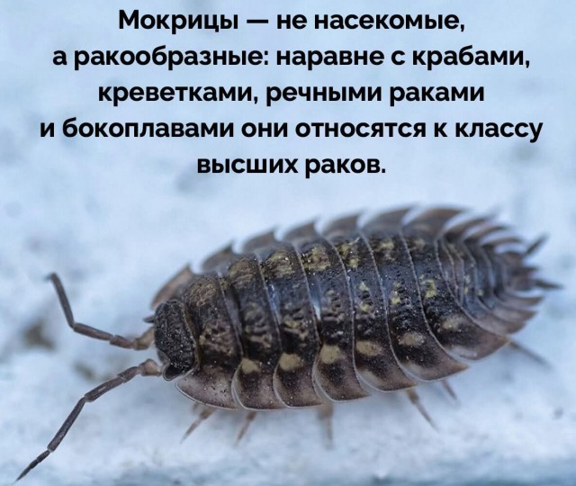 Класс высших раков, коллеги.