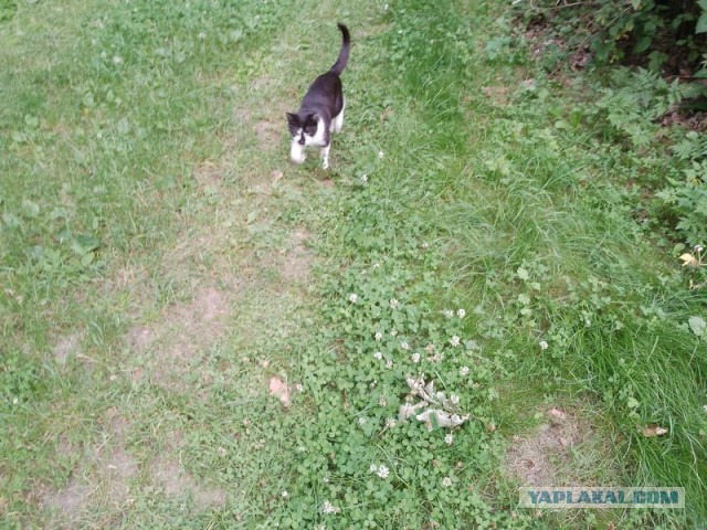 Жизнь домашнего приюта для котеек 549