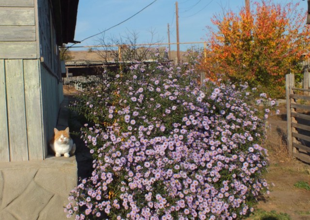 Осенний кот