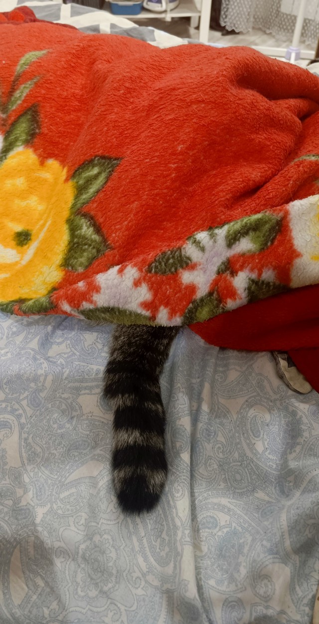 Найди кота.