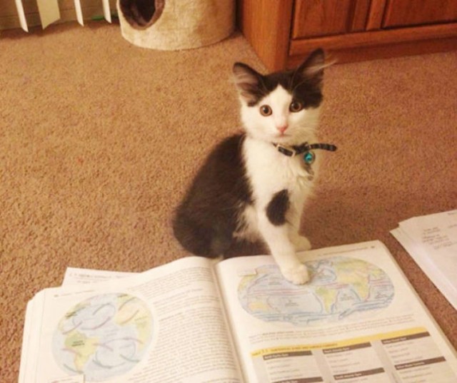 Котики тоже любят читать