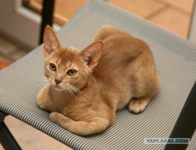 Кот-домушник