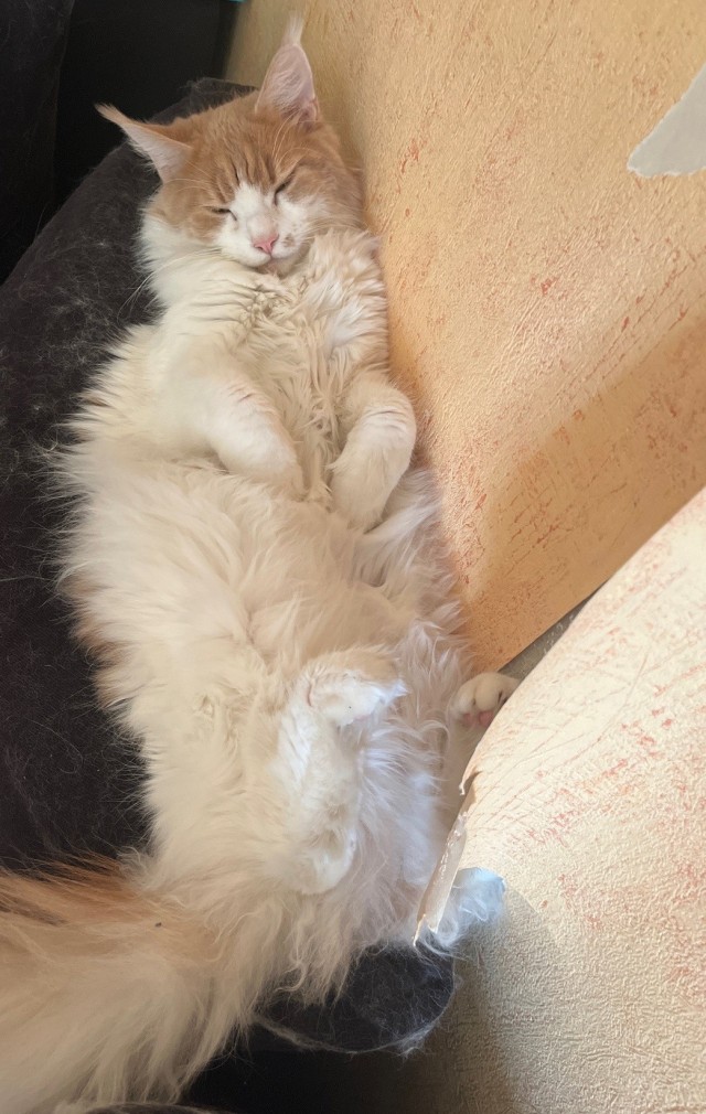 А как спит ваша котейка