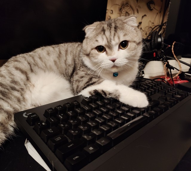 Принимайте в ряды вислоухих