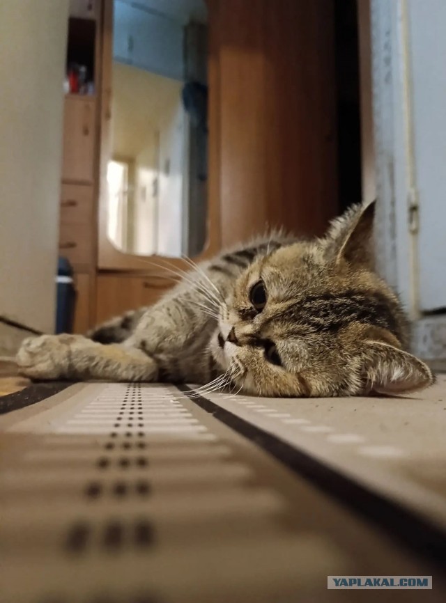Котовторник же!