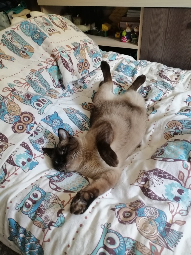 Котовторник 29.09.2026