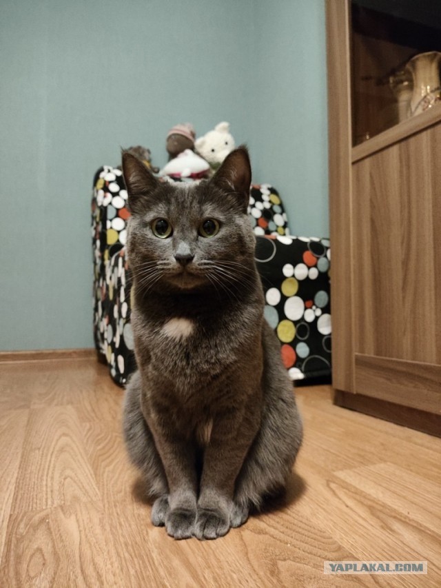 Я обрел хозяина