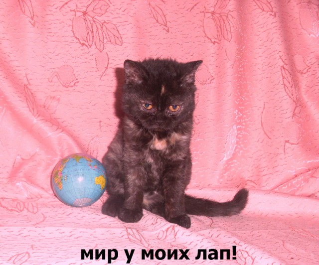 Котоподборка