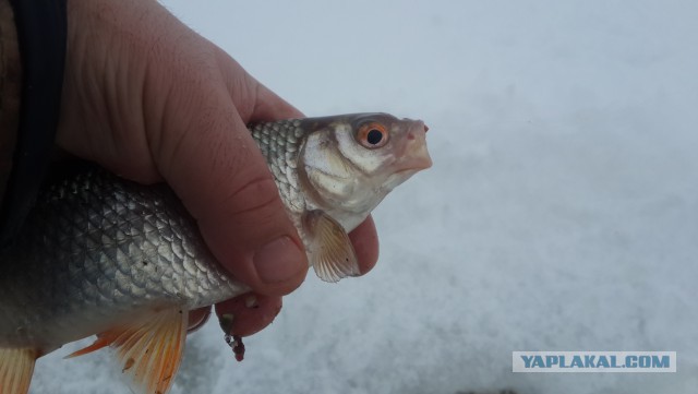Зимняя рыбалка на Каме