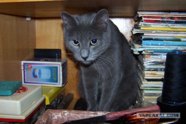 Котовторник 25.02.2014