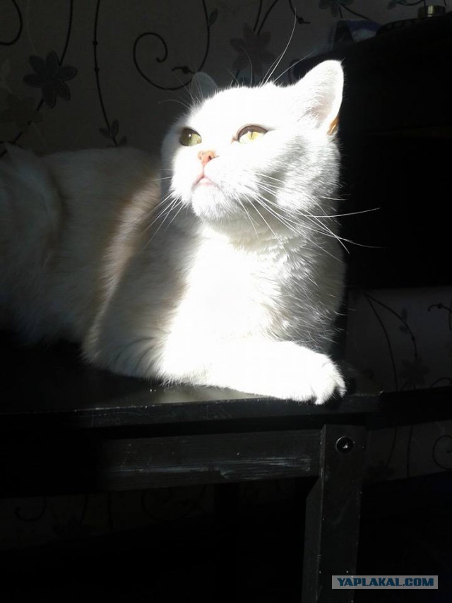 Котовторник 01.04.2014
