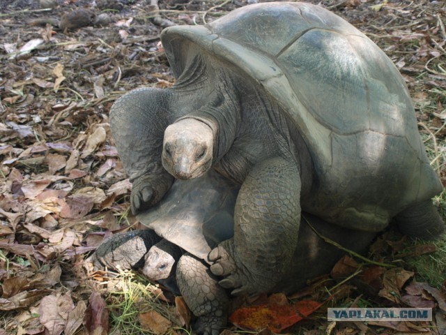 Как я съездил на Сейшелы