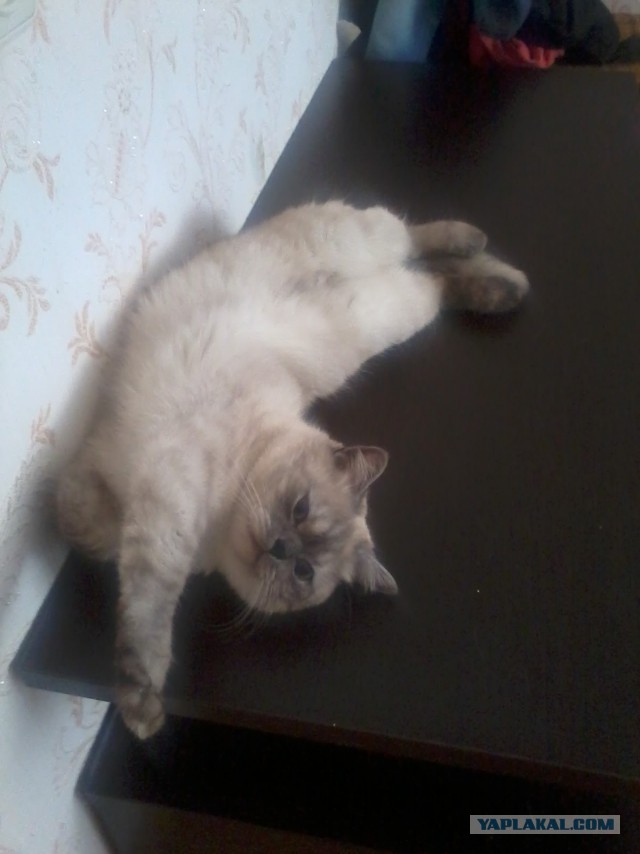 Котовторник  08.04.2014