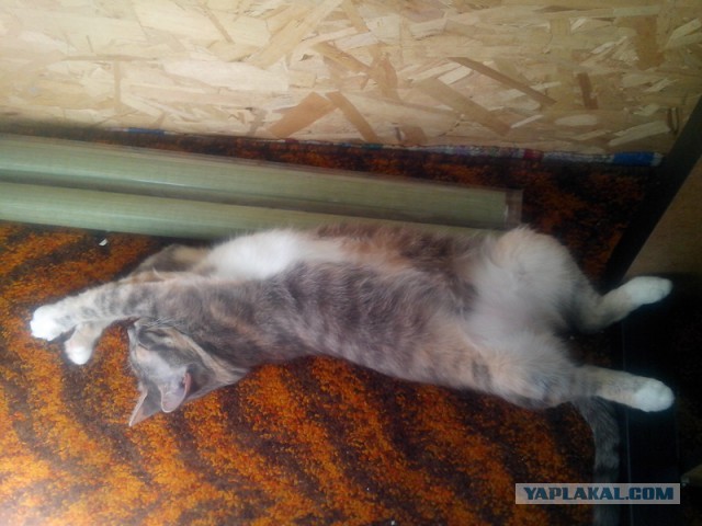 Котовторник 20.05.2014