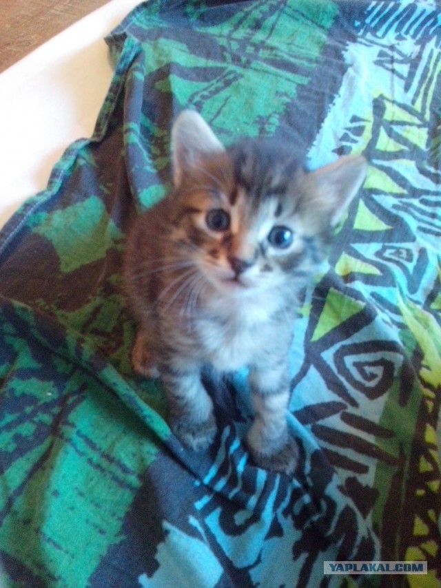 Котовторник 17.06.2014