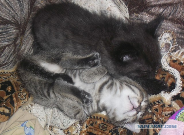 Котовторник 01.07.2014