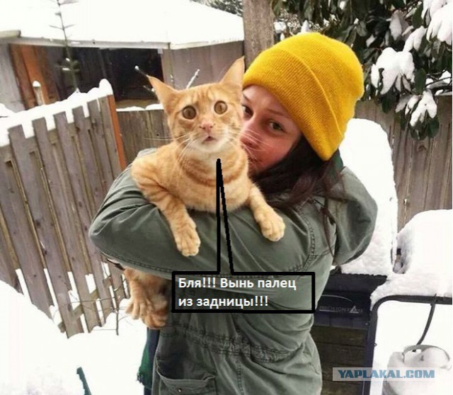 Реакция домашних котов, впервые вышедших на улицу