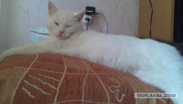 А как спит ваш кот?