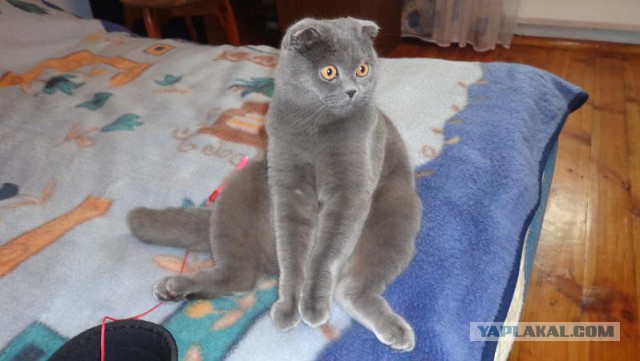 Котовторник 30.12.2014