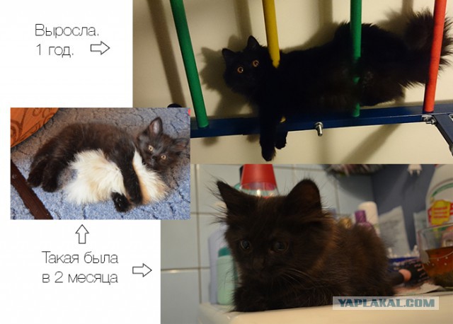 Котовторник