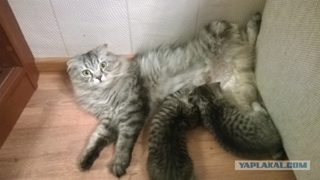 Котовторник