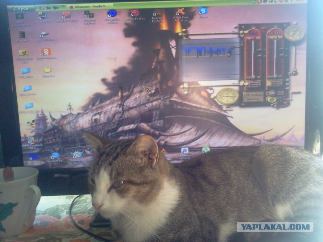 Котовторник 29-09-2015,