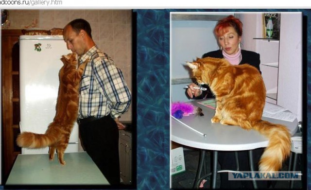 Коты? Не, - слоны!