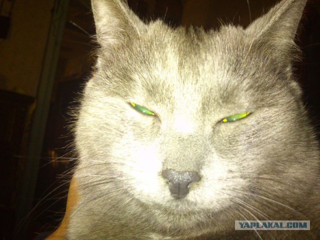 Котовторник 17.11.2015