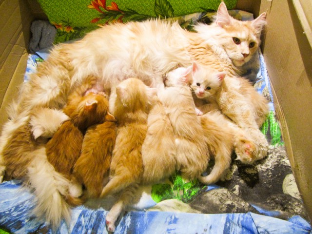 Котовторник 22.12.2015