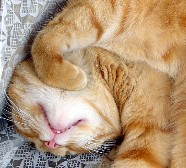 Коты, кошки, котята