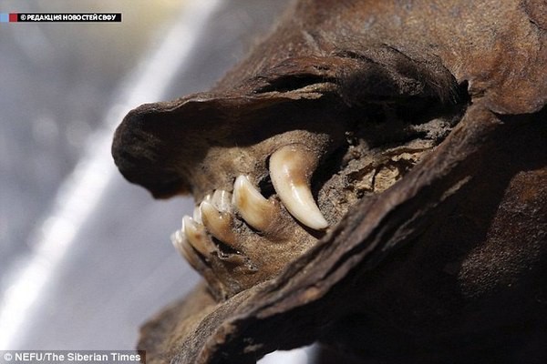 Хищник плейстоцена из вечной мерзлоты