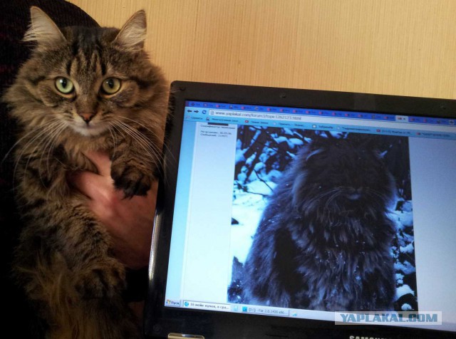 Про моего котика: нежного, злого, вредного