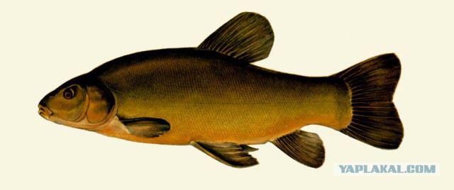 Полочки из ГКЛ своими руками