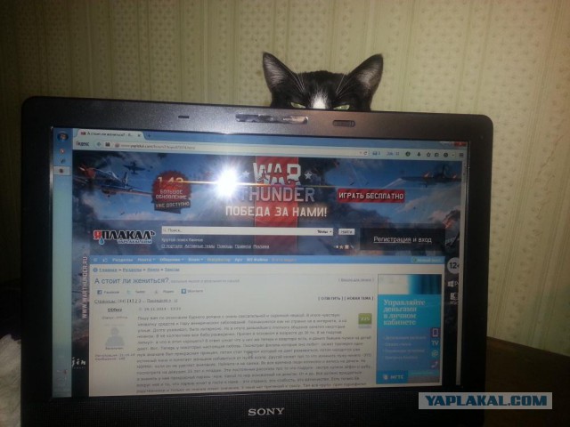 Котовторник 26.07 2016
