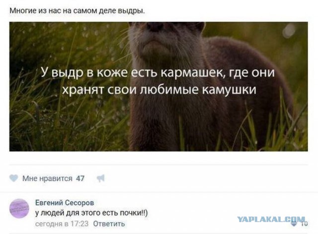 Смешные комментарии из социальных сетей 14.10.2016