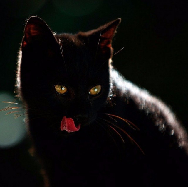 Коты из сети