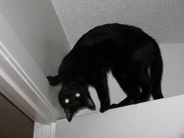 Коты и Кошки