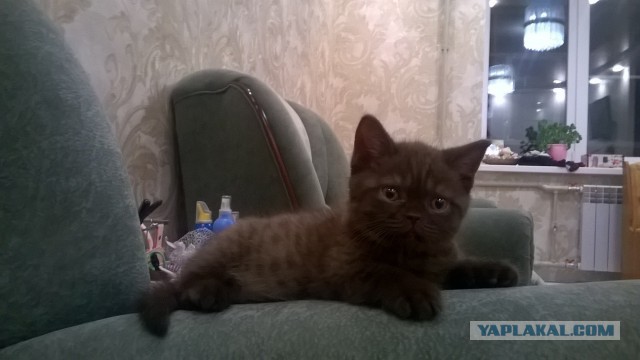 Котовторник 18.04.2017