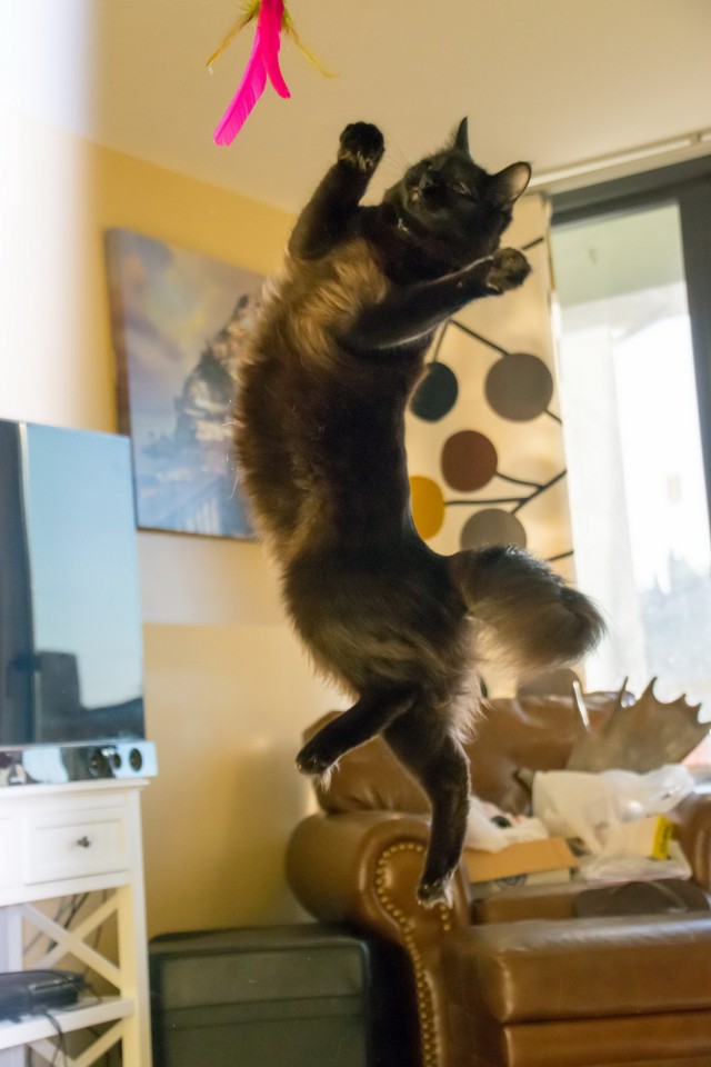 Коты и Кошки